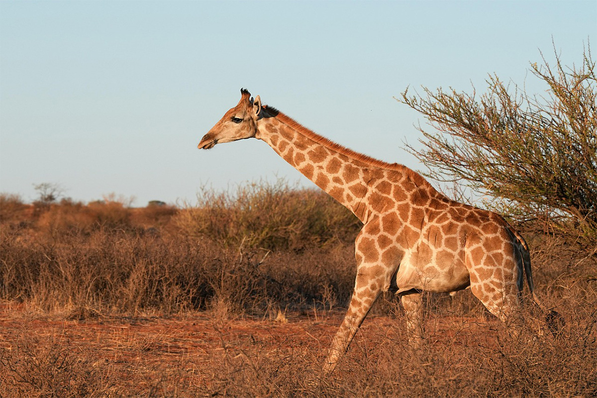 Serengeti Migration