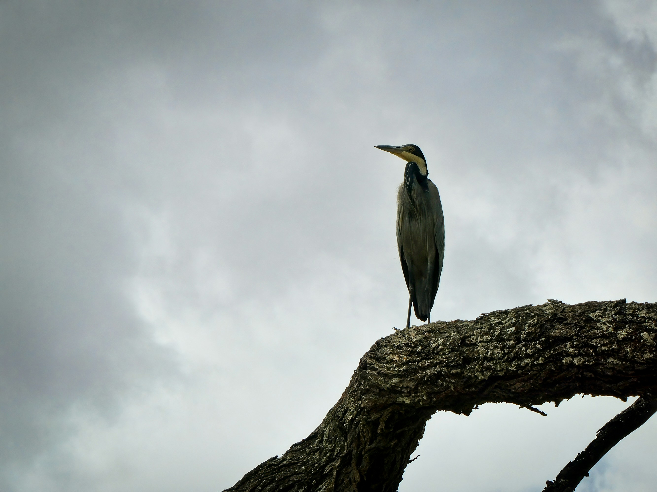 Wildlife Diversity
