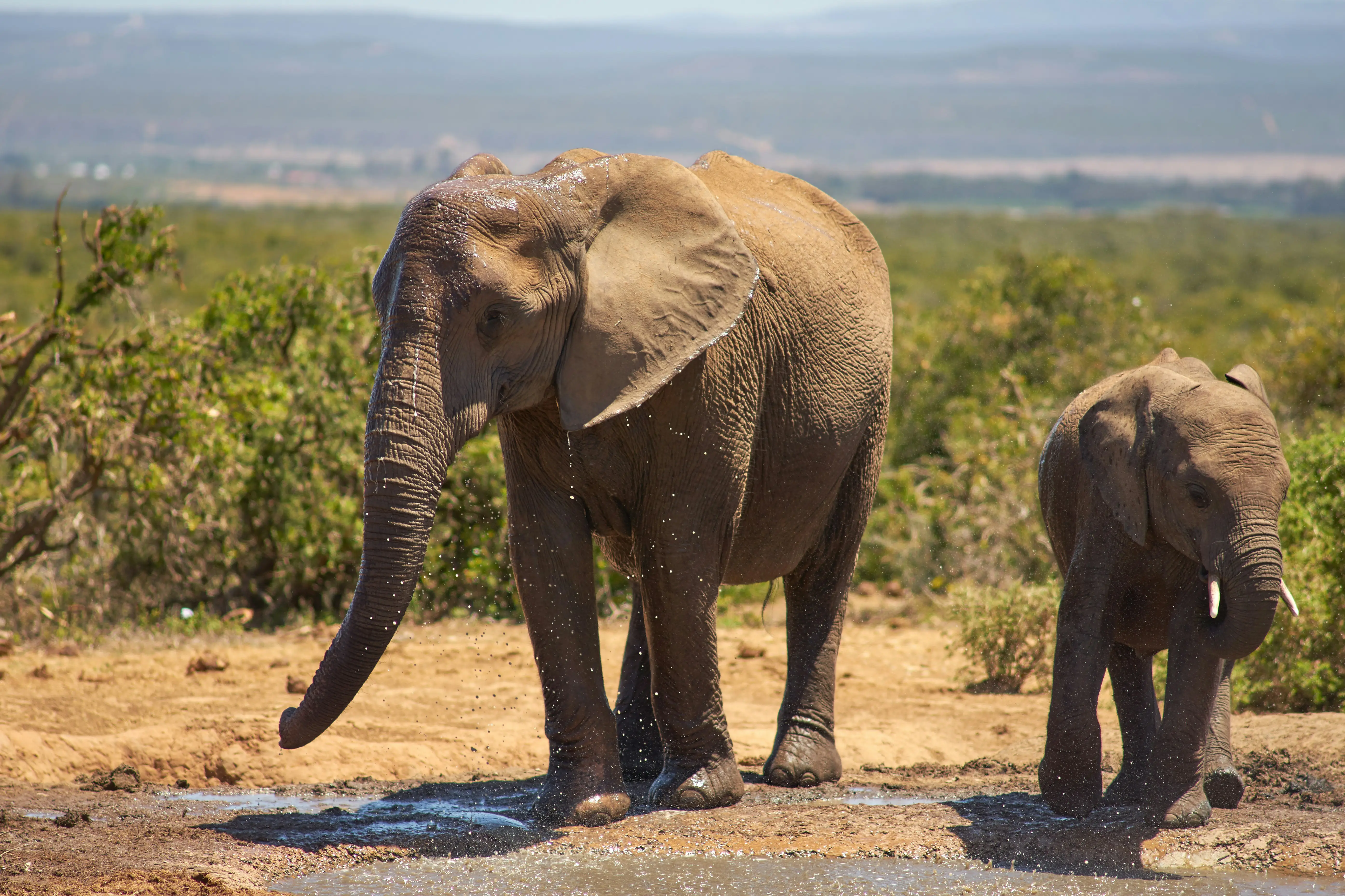 Tarangire National Park