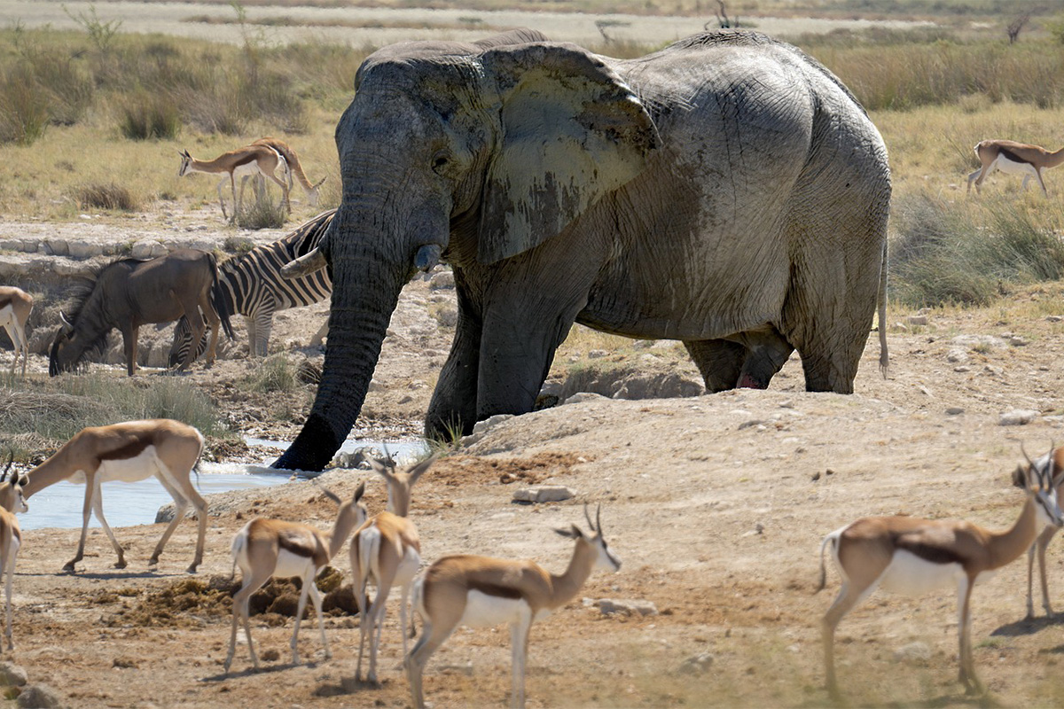 Tarangire Elephants