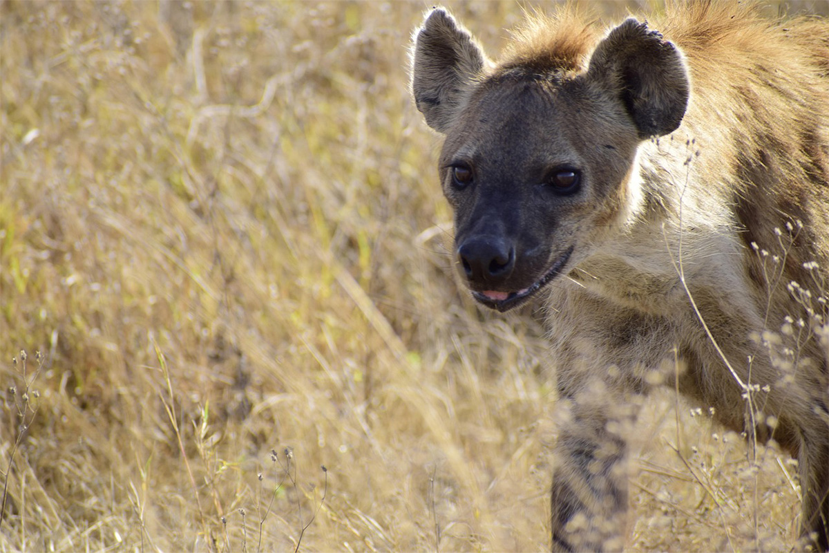 Ngorongoro Crater