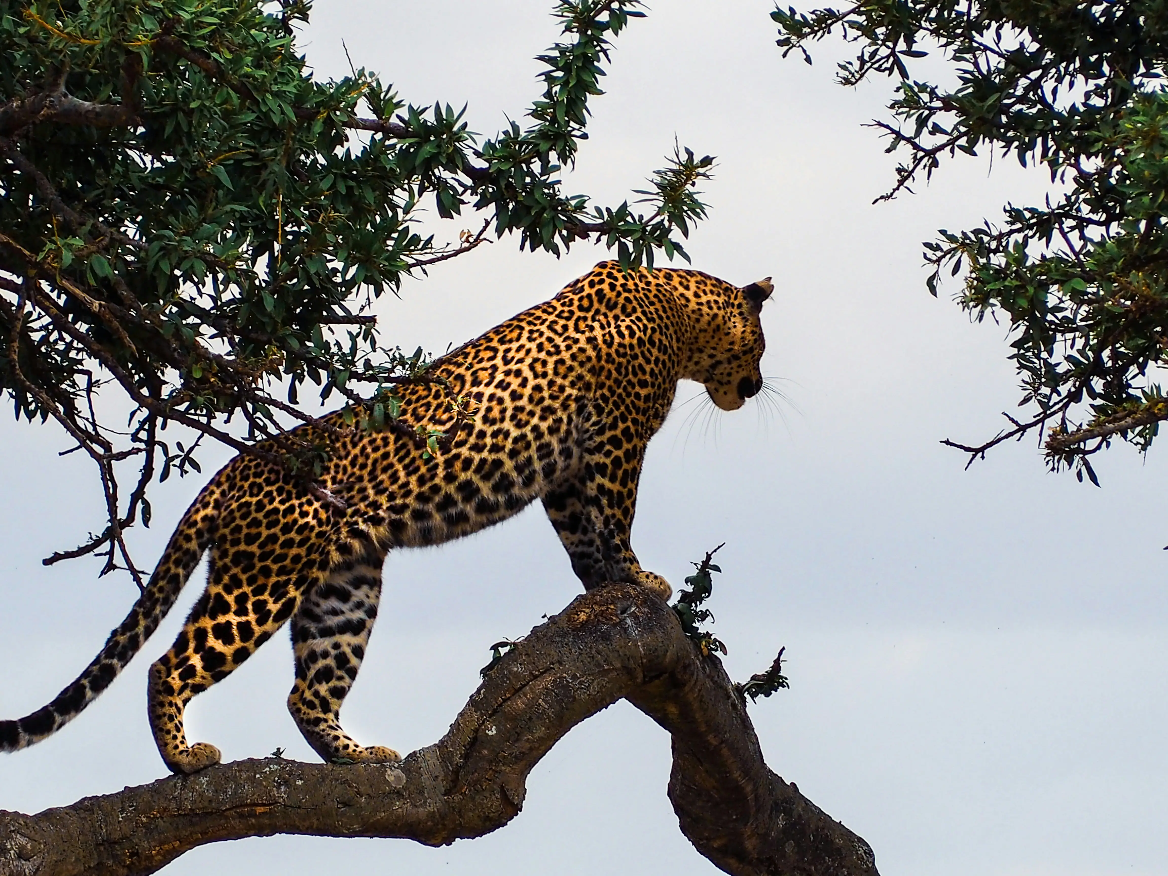 Luxury Safari
