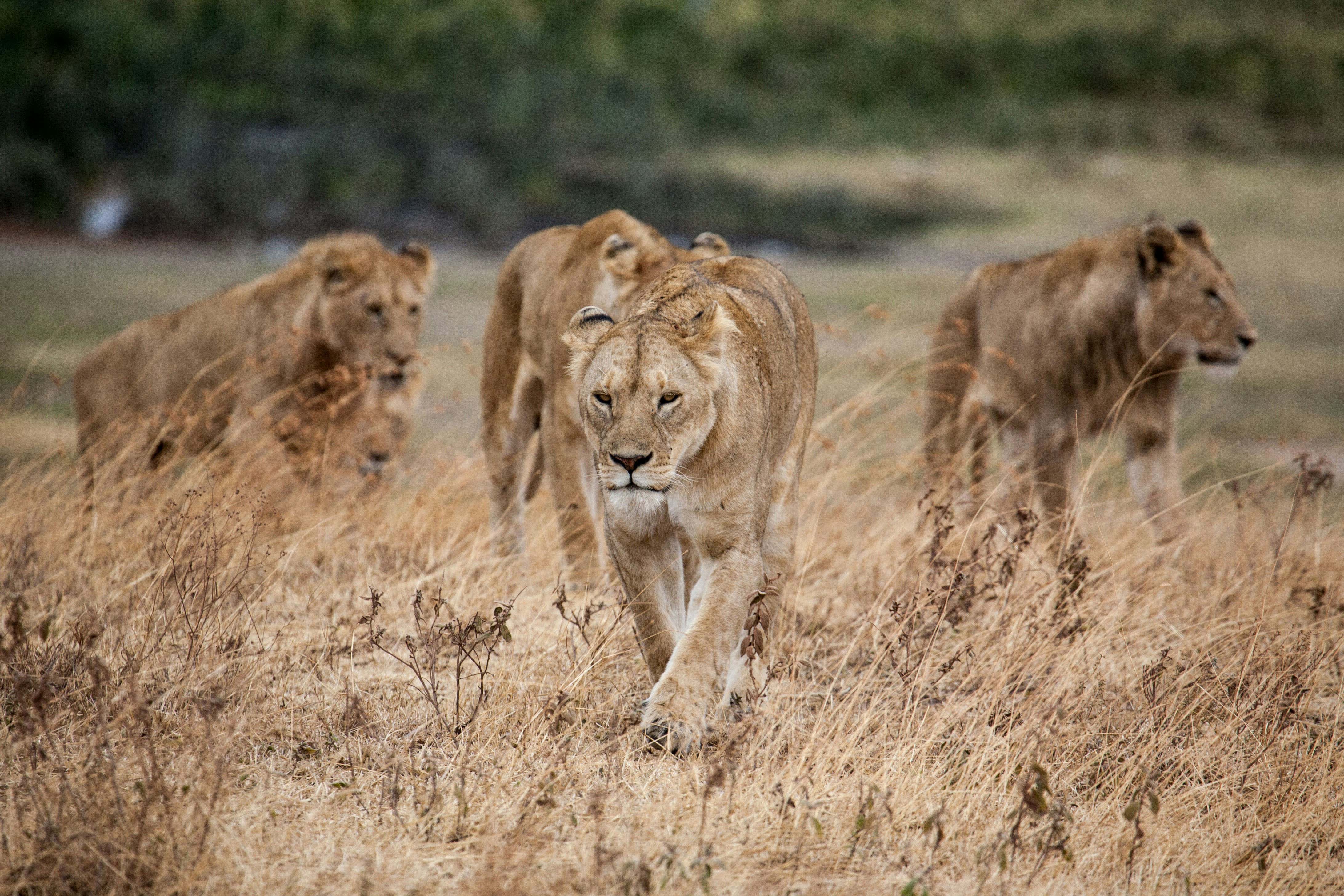 African Wildlife
