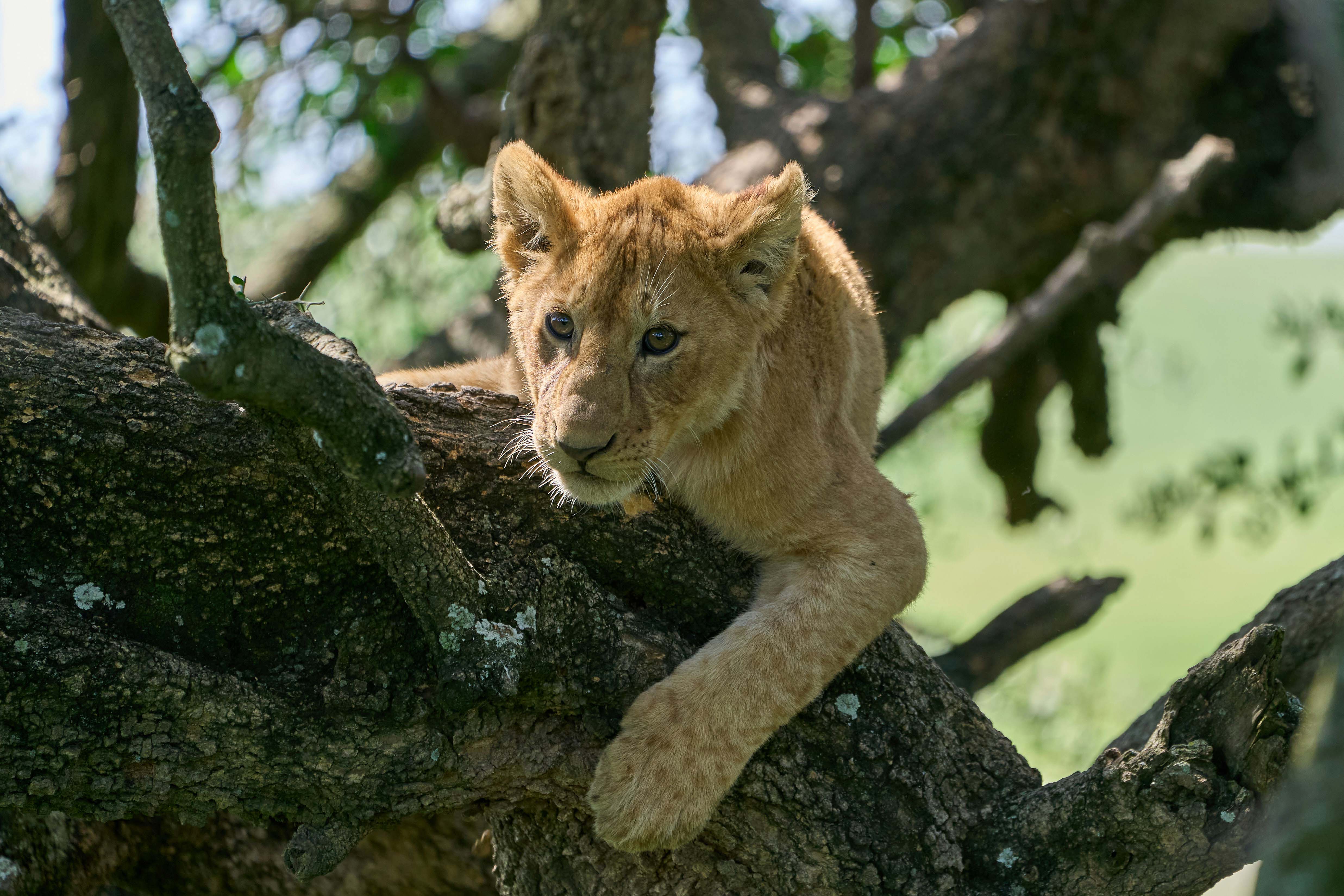 African Wildlife