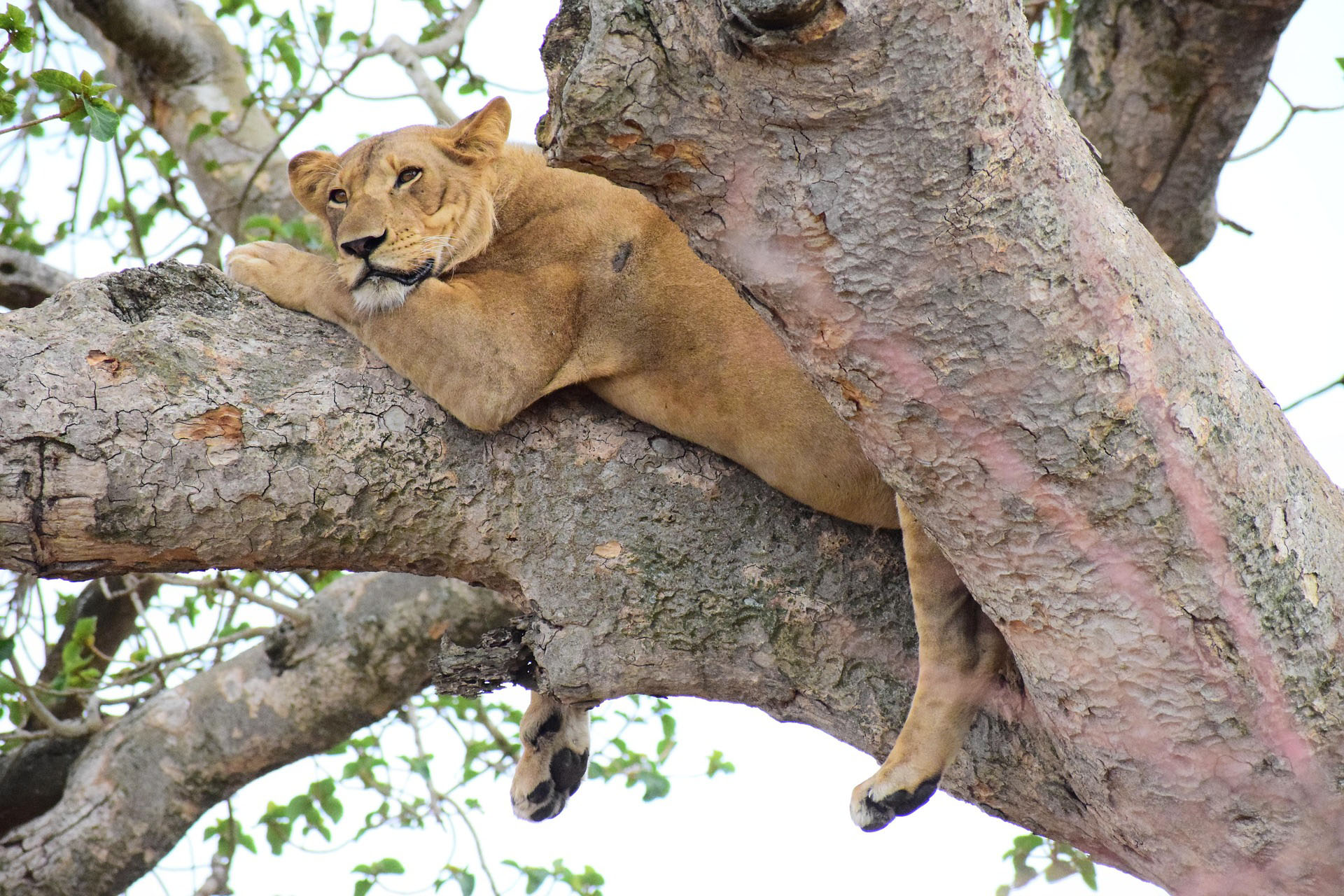 Tree-Climbing Lion