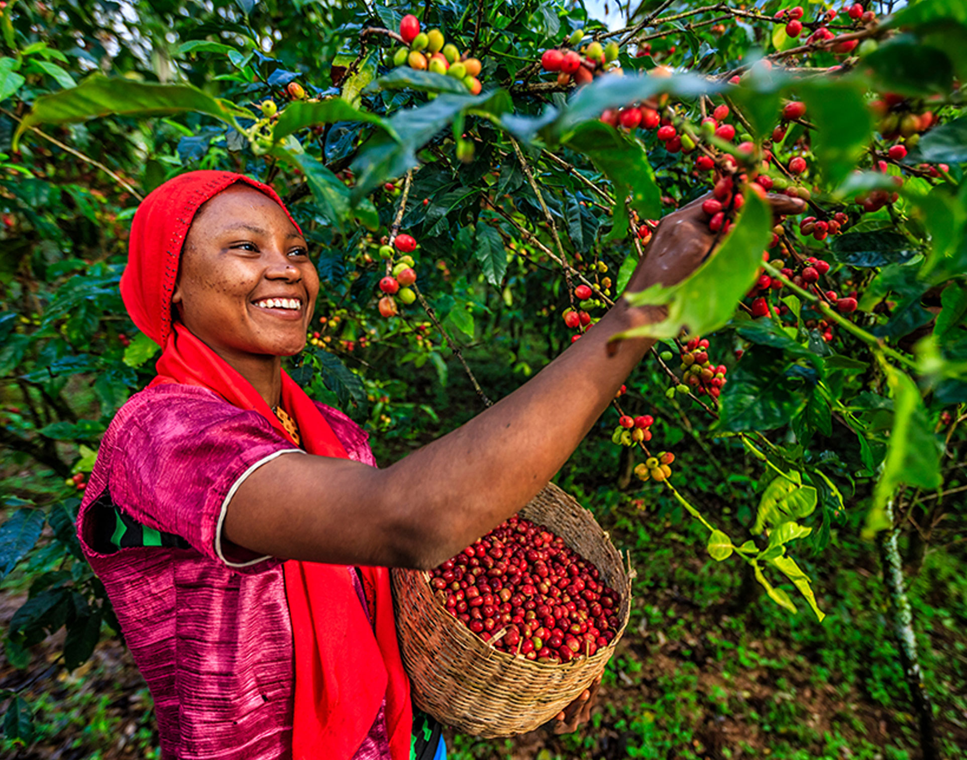 Coffee Plantation