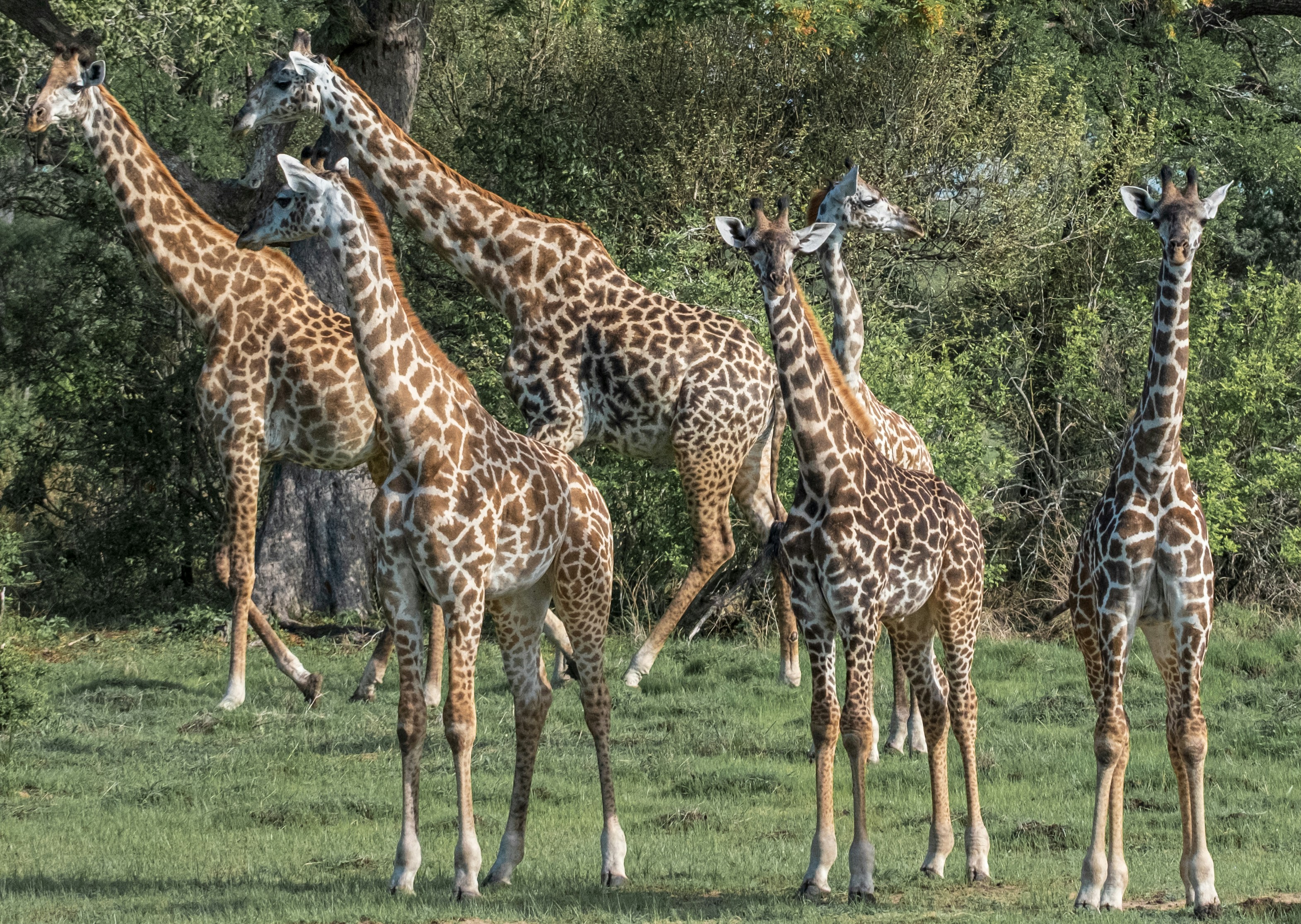 Selous Boat Safari
