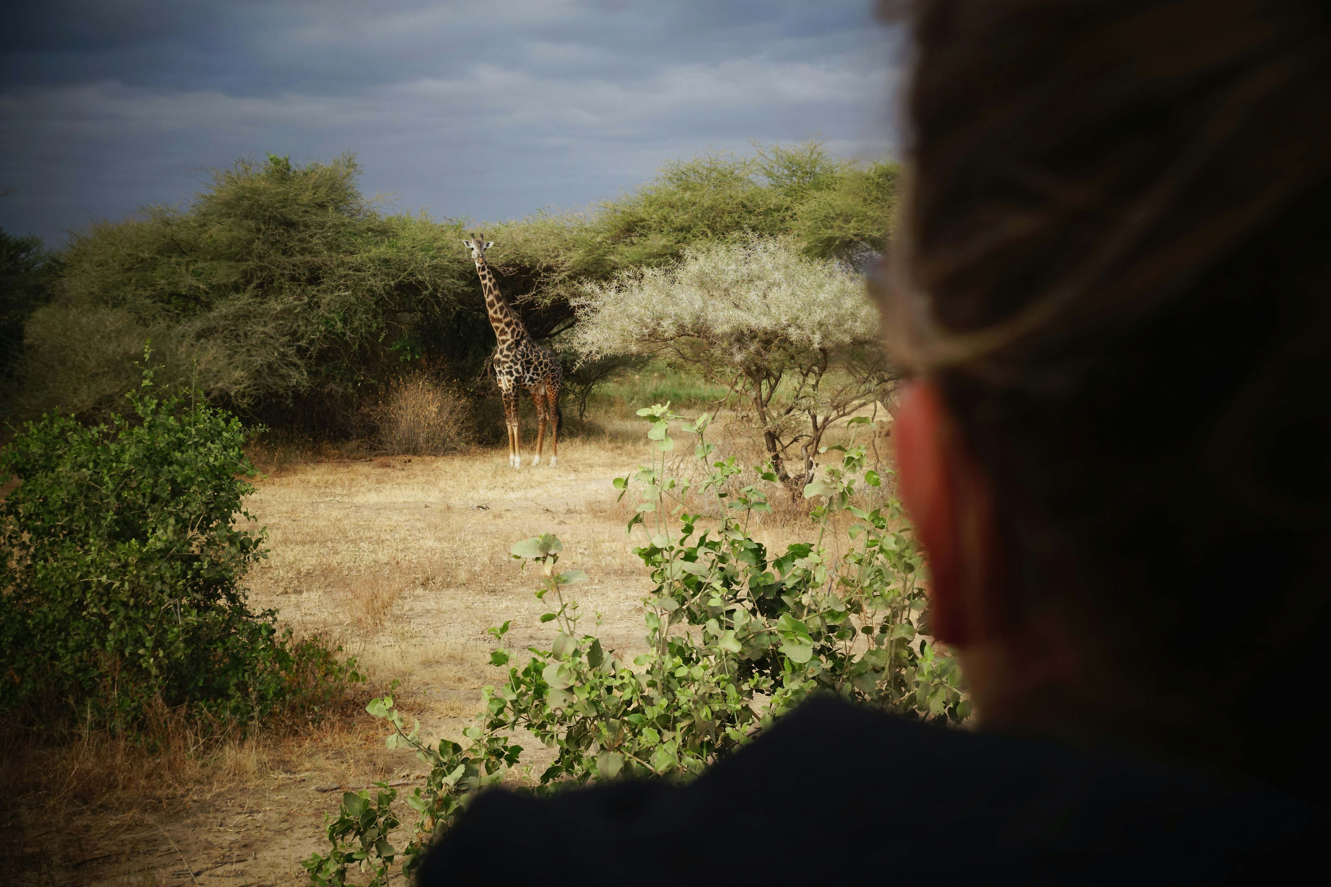 Serengeti Plains