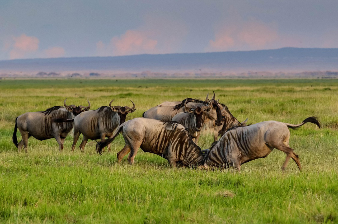 Photography Safari