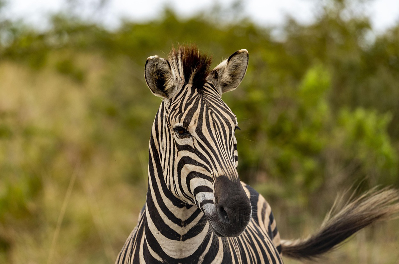 Selous Accommodation